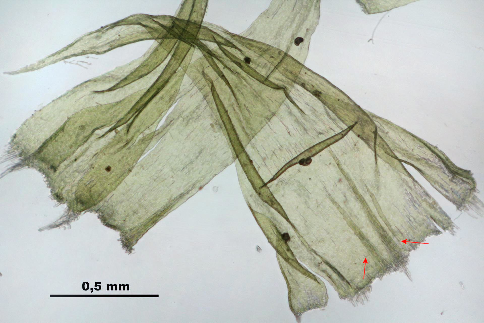 Ptilium_crista-castrensis_%28c,_113329-471504%29_5019%20with%20arrow